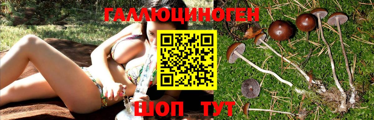 Галлюциногенные грибы Psilocybine cubensis  Вход с VPN  Советск 